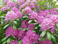 Cali Pink Azalea Seeds - Rhododendron macrophyllum Flower Seeds for Shrubs & Bushes, Pink Blooms, Garden Planting, 50+ Seeds