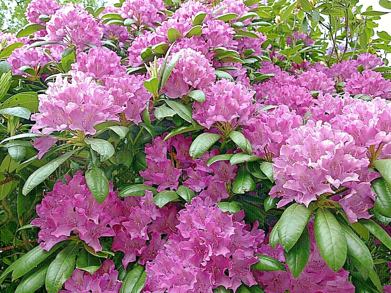 Cali Pink Azalea Seeds - Rhododendron macrophyllum Flower Seeds for Shrubs & Bushes, Pink Blooms, Garden Planting, 50+ Seeds