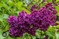 Ludwig Spaeth Lilac Starter Plant - Small Well-Rooted Syringa vulgaris with Purple Flowers