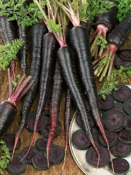 Black Nebula Carrot Seeds - Rare Dark Purple Heirloom Vegetable Seeds for Garden & Market, Daucus carota, Bulk 100-1000