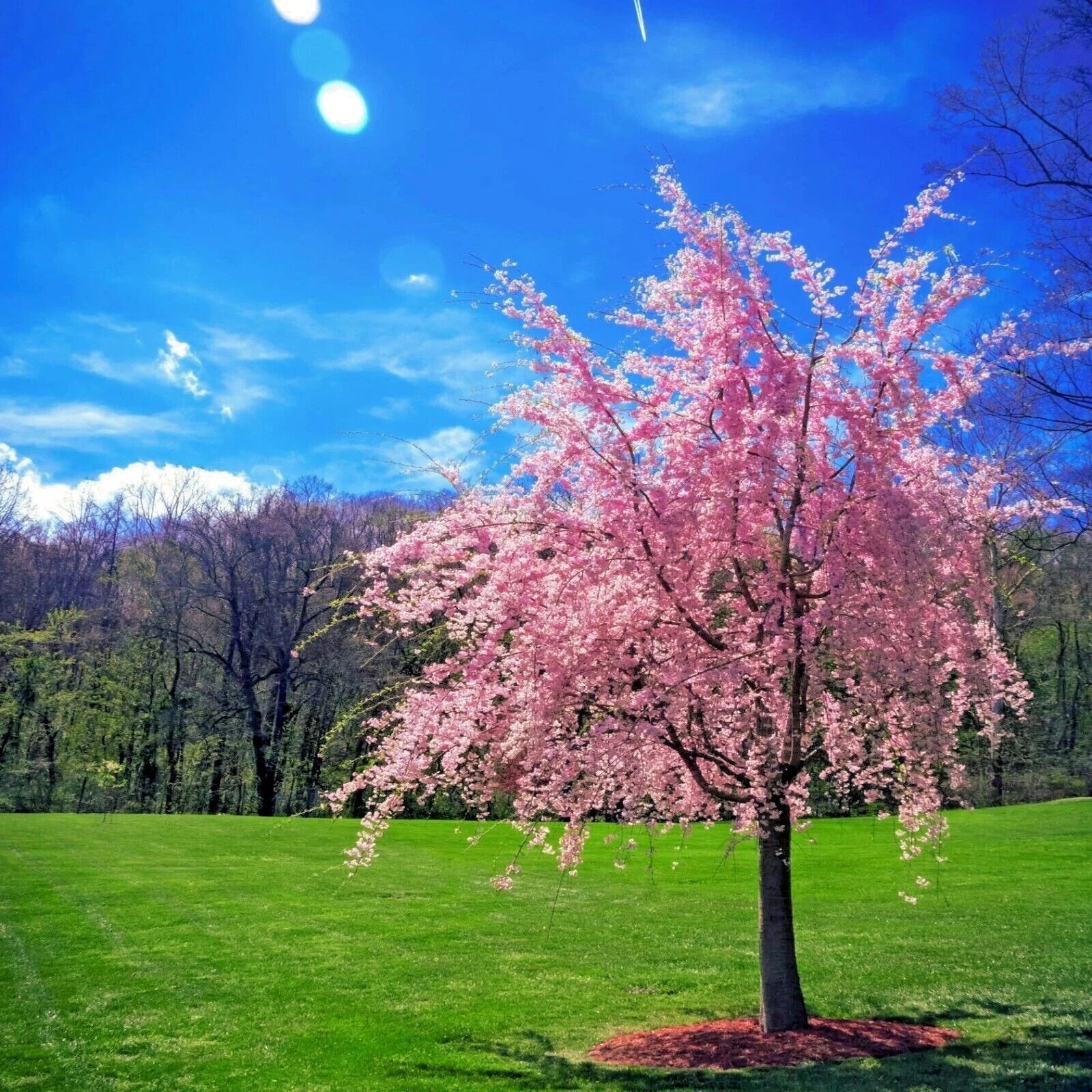 Weeping Sakura Cherry Blossom Tree Seeds - Prunus serrulata 'Pendula' - Fast-Growing, Hardy, Pink Blooms, Garden, Patio, Landscape