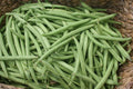 Provider Bush Green Bean Seeds - NON-GMO, Stringless, High Yield, Phaseolus vulgaris, Compact Plant, Vegetable Seeds