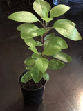 Longevity Spinach Plant - Potted Gynura Procumbens Edible Perennial Herb - 4-6 Inches Tall