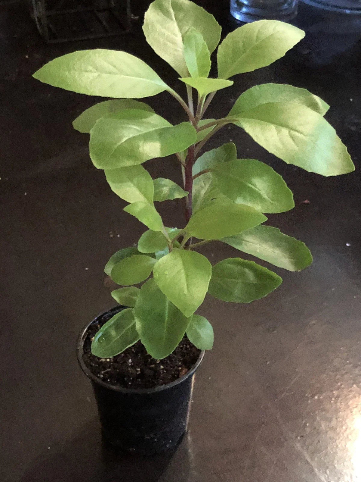 Longevity Spinach Plant - Potted Gynura Procumbens Edible Perennial Herb - 4-6 Inches Tall