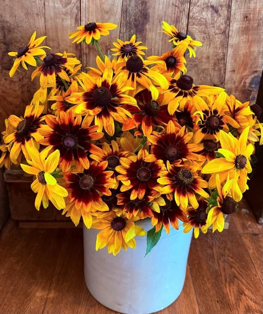 Gloriosa Daisy Seeds - 1000 Non-GMO Heirloom Rudbeckia Hirta Perennial Flower Seeds for Garden Borders & Pollinator Attracting
