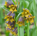 Fritillaria Bulbs for Planting - Uva-Vulpis - Perennial Flowering Garden Plants - Bulbs for Borders & Rock Gardens