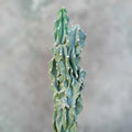 Cereus peruvianus var. monstrose Potted Succulent - Peruvian Apple Cactus - Unique Twisted Growth