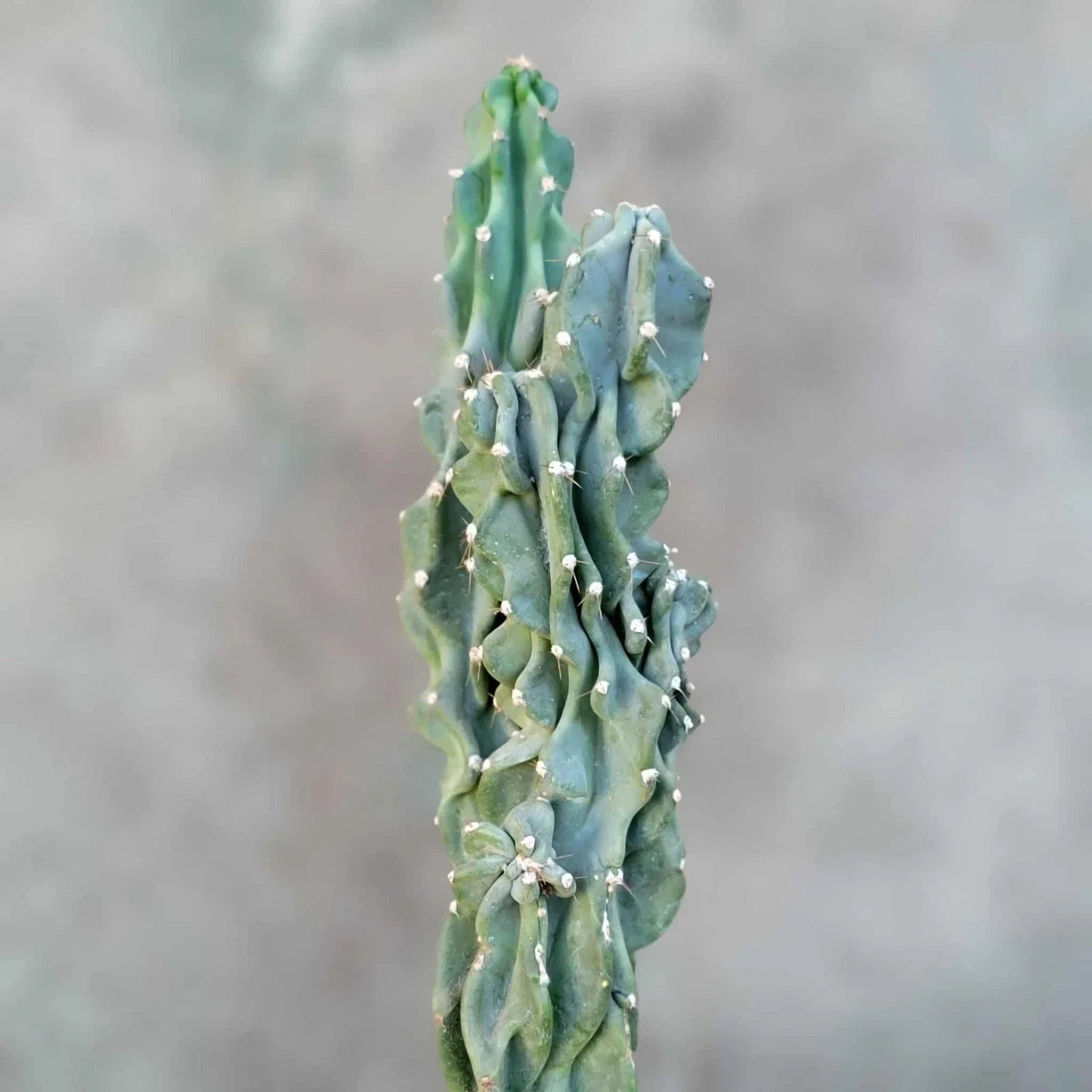 Cereus peruvianus var. monstrose Potted Succulent - Peruvian Apple Cactus - Unique Twisted Growth