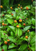 Organic Toothache Plant Seeds - Spilanthes acmella oleracea Herb for Culinary & Remedies, 20+ Seeds
