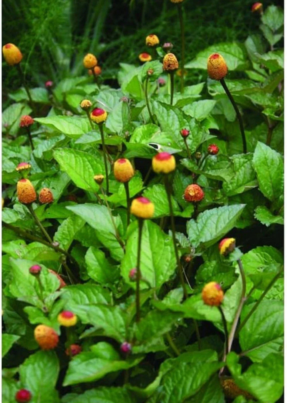 Organic Toothache Plant Seeds - Spilanthes acmella oleracea Herb for Culinary & Remedies, 20+ Seeds