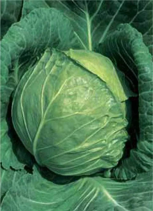 Late Flat Dutch Cabbage Seeds – 150 Non-GMO Brassica oleracea var. capitata for Large Green Globe Heads, Excellent Storage, Full Sun