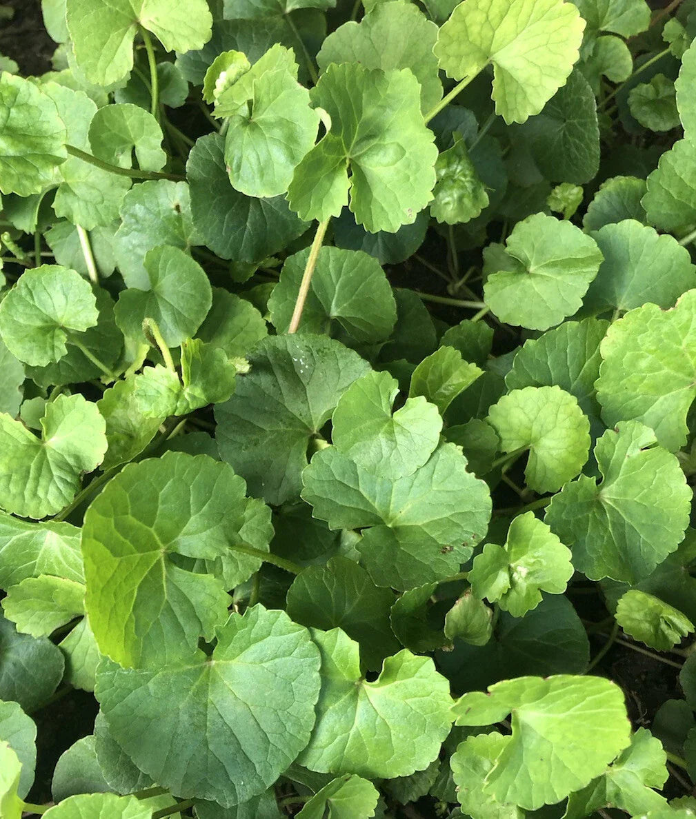 Gotu Kola Bare Root Plants - 10pcs Pennywort (Centella Asiatica) Live Ground Cover for Garden & Containers