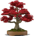 Japanese Red Maple Bonsai Tree Seeds - Acer palmatum, 20+ Seeds for Cultivation, Compact Growth, Elegant Foliage
