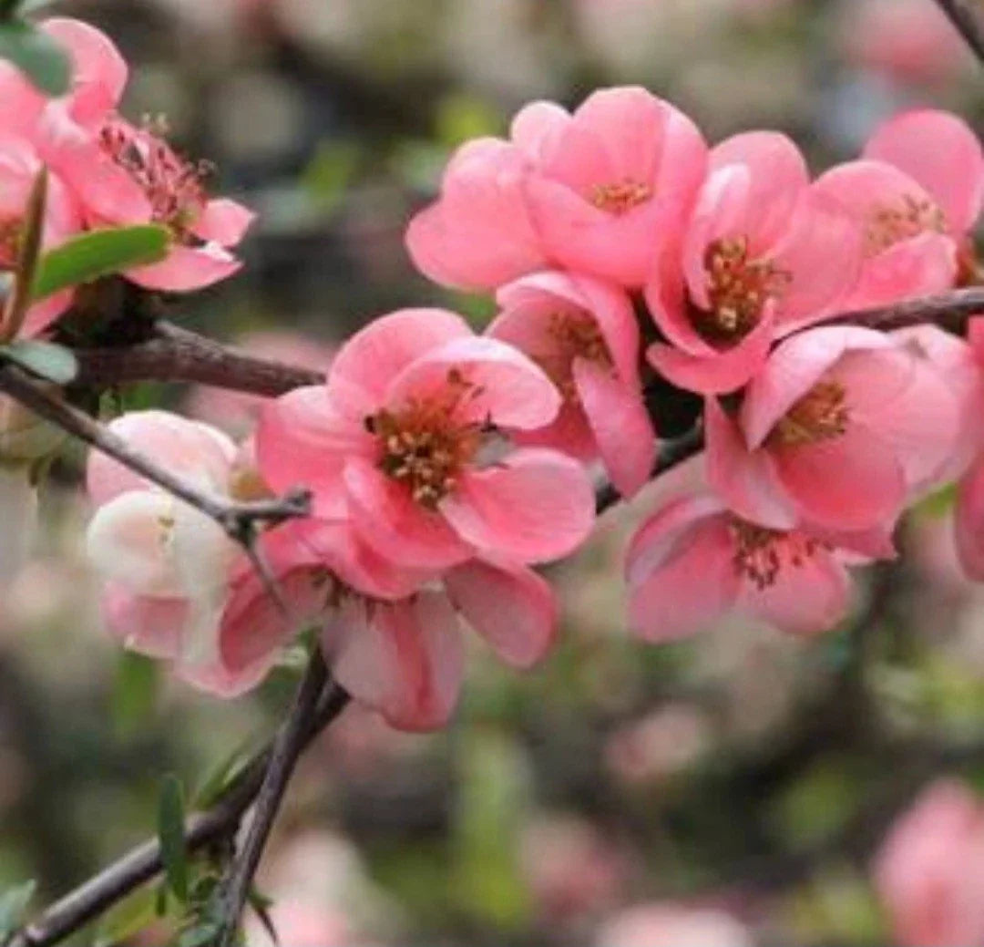 Pink Flowering Quince Tree Sapling - Chaenomeles speciosa Bare Root Live Plant