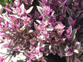 Tradescantia Nanouk Cuttings - 5 Healthy Propagation Plant Cuttings - Rare Pink Wandering Jew - Tradescantia albiflora