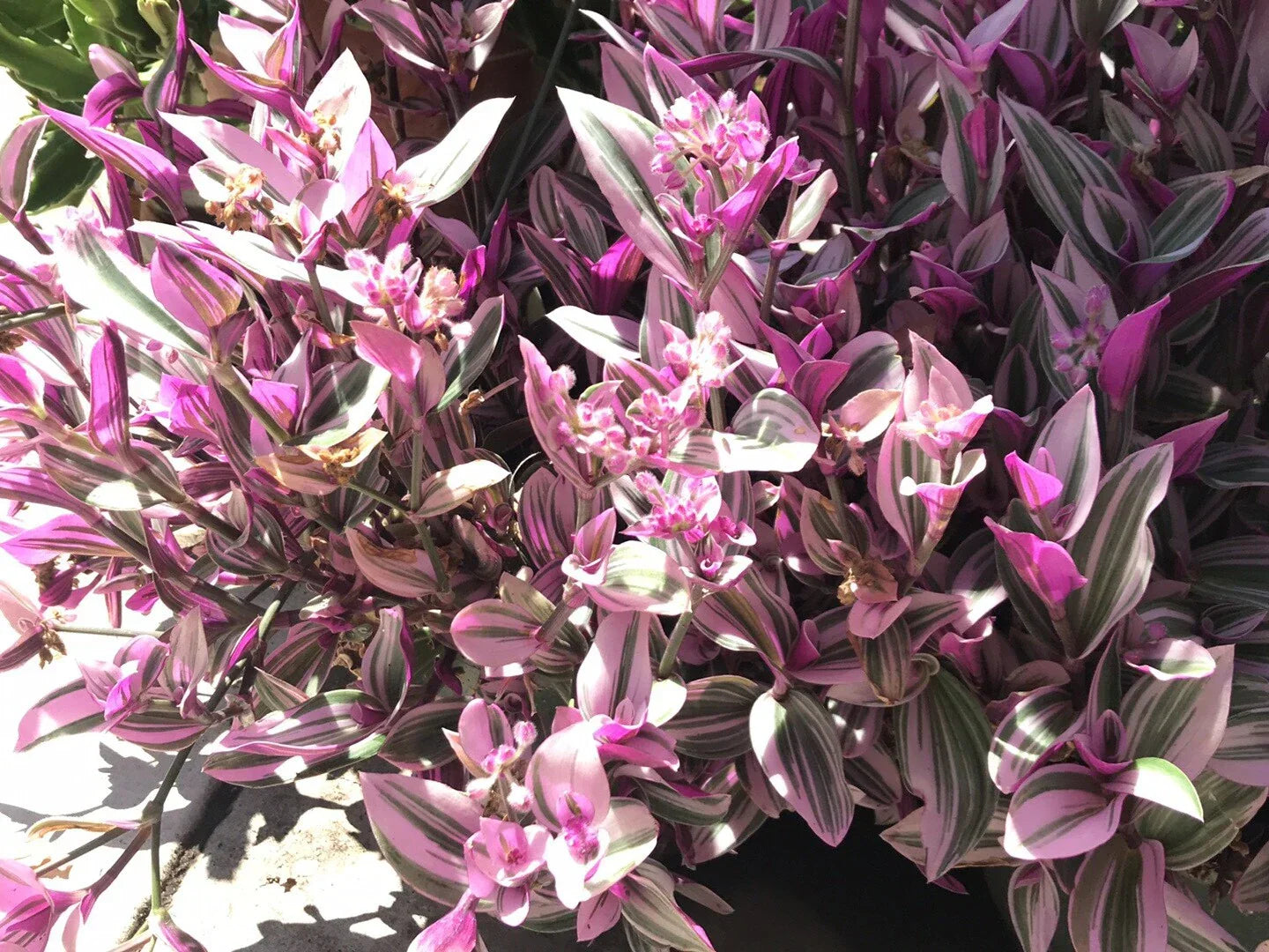 Tradescantia Nanouk Cuttings - 5 Healthy Propagation Plant Cuttings - Rare Pink Wandering Jew - Tradescantia albiflora