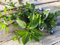Organic Peppermint Rooted Cuttings x 5 - Mentha × piperita - Easy to Grow, Fragrant Leaves, Ready for Soil