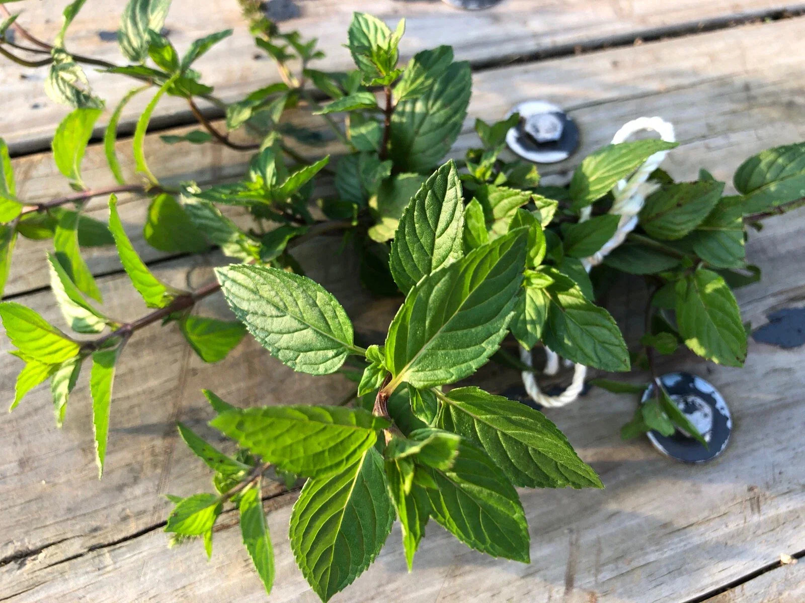 Organic Peppermint Rooted Cuttings x 5 - Mentha × piperita - Easy to Grow, Fragrant Leaves, Ready for Soil
