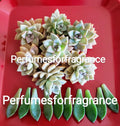 Graptopetalum Ghost Plant Succulent Cuttings - 8 Fresh Propagation Cuttings + 10 Leaves - Indoor Drought-Tolerant Plant - Graptopetalum paraguayense