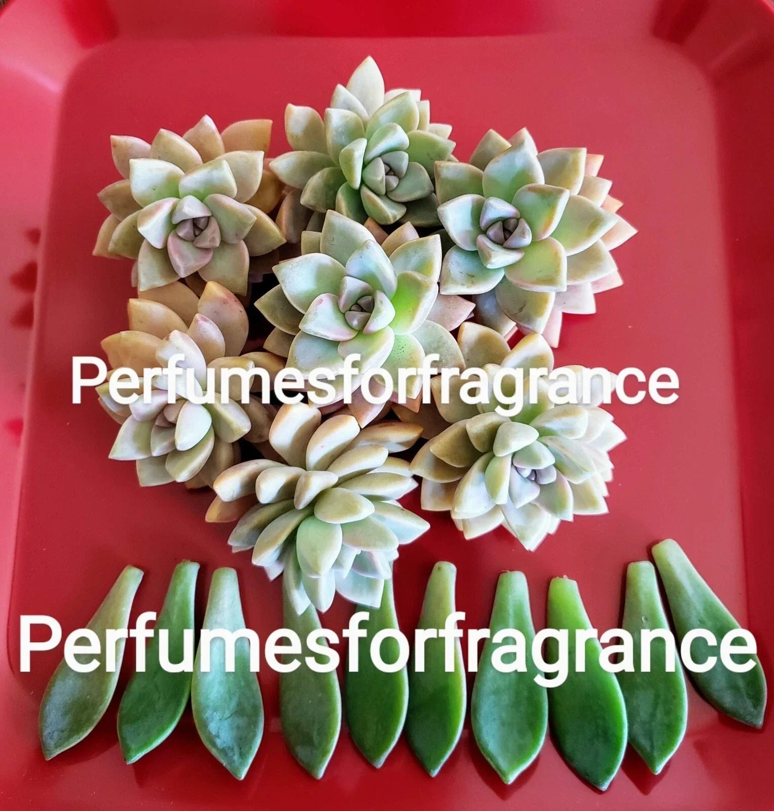 Graptopetalum Ghost Plant Succulent Cuttings - 8 Fresh Propagation Cuttings + 10 Leaves - Indoor Drought-Tolerant Plant - Graptopetalum paraguayense