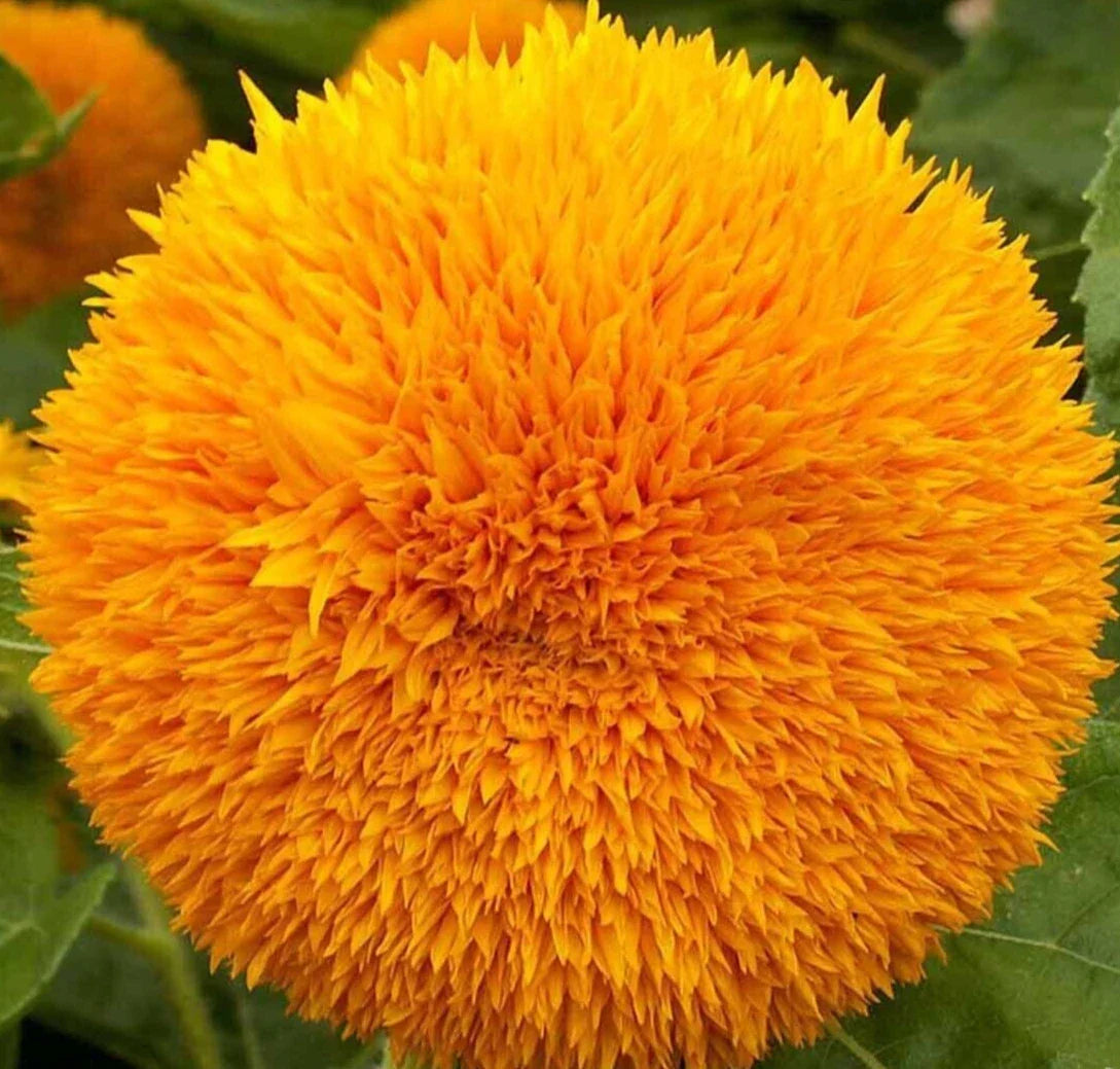 Dwarf Sunflower Seeds - Teddy Bear Helianthus annuus, 50+ Seeds for Small Gardens & Containers
