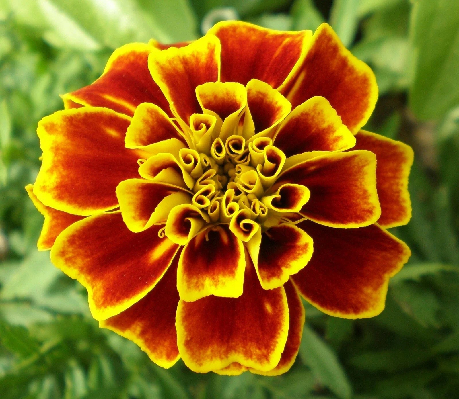 French Marigold Seeds - Tagetes Patula Durango - 20 Pack - Vibrant Yellow & Orange Annual Flowers for Garden & Containers