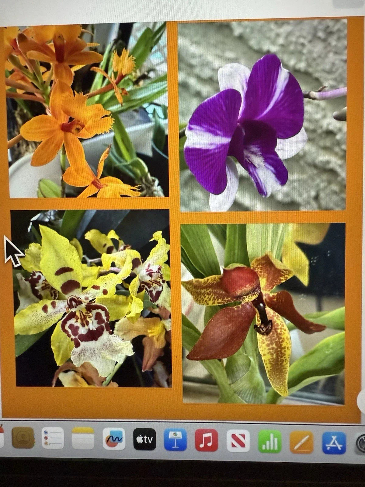 Orchid Plant Bulb Set of 2 – Surprise Varieties – Indoor or Outdoor Orchidaceae Divisions for Home Decor and Gardening