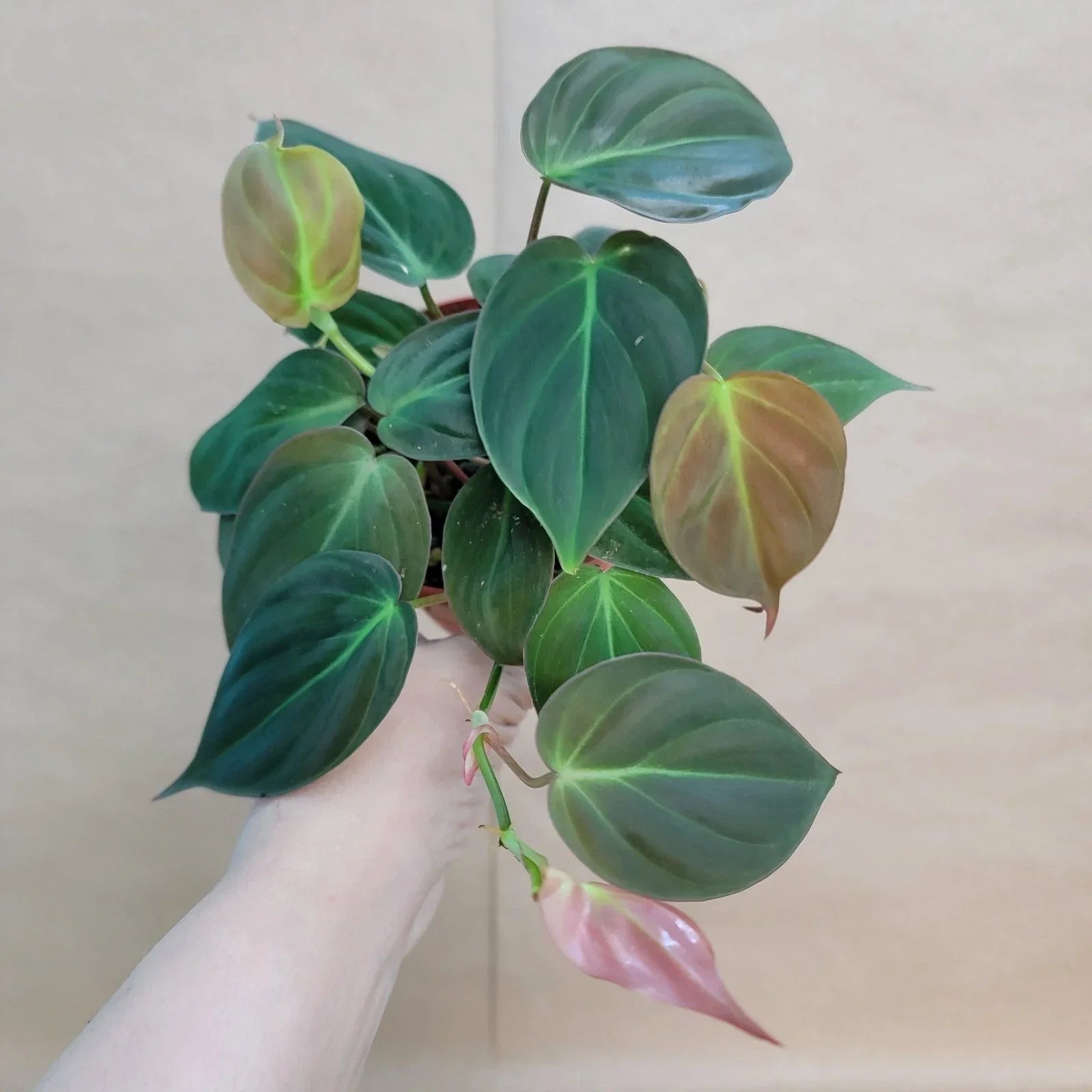 Philodendron Micans 4-Inch Potted Plant – Velvet Green Heart-Shaped Leaves Indoor Houseplant, Philodendron spp.