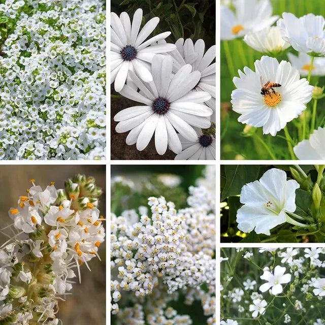 Organic White Wildflower Seed Mix - 200 Seeds, Native USA Blend, Non-GMO, Pollinator-Friendly, Wildflower Seeds for Gardens