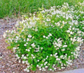 New Jersey Tea Herb Seeds - Native Wildflower Shrub for Shade Gardens & Containers - Ceanothus americanus - 2-3 ft