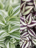 Tradescantia Zebrina Wandering Jew Plants - 2 Pack, Trailing Houseplants, Indoor Decor, Live Plants in 4-inch Pots, Varieties: White Striped & Zebrina