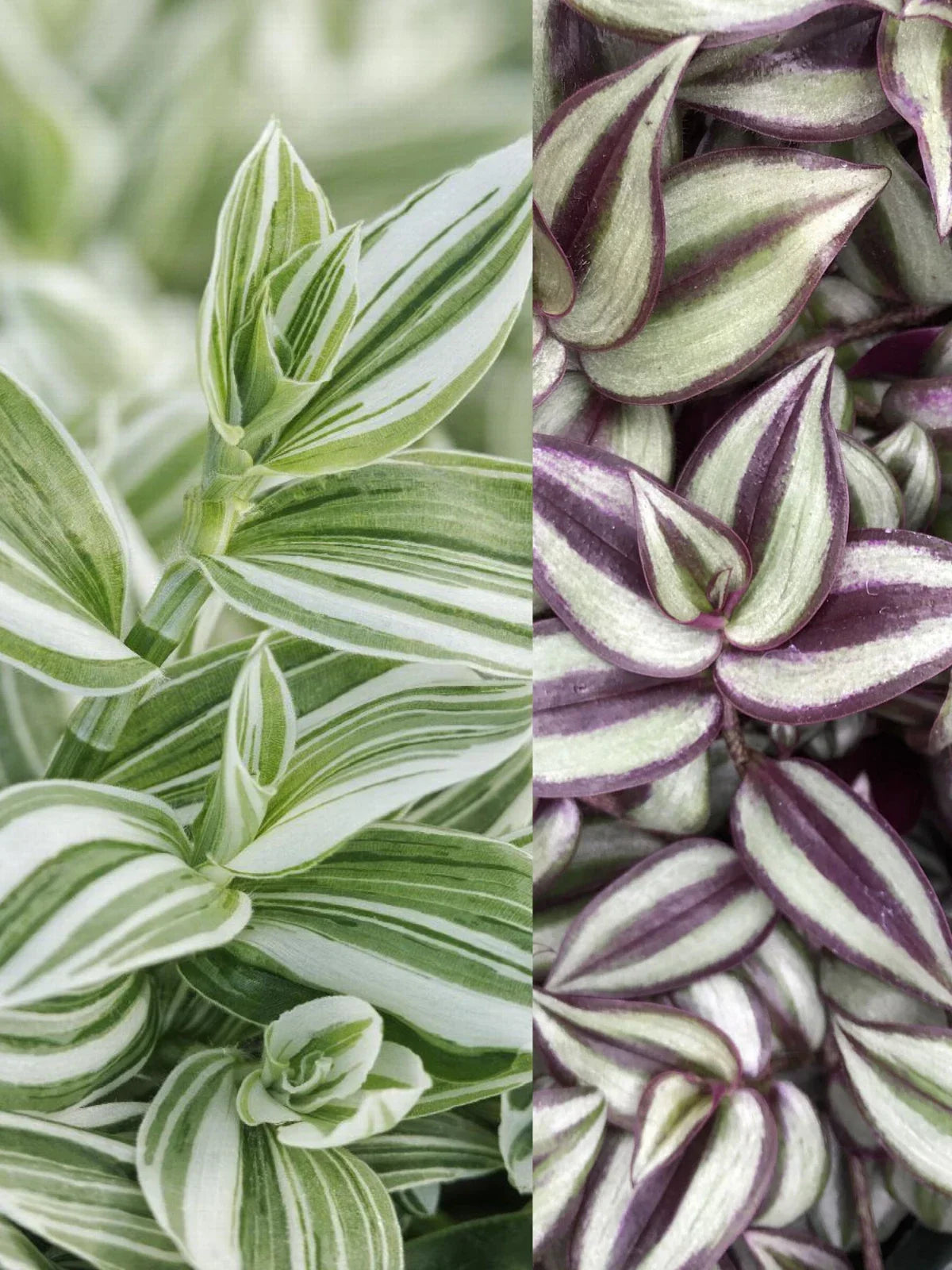 Tradescantia Zebrina Wandering Jew Plants - 2 Pack, Trailing Houseplants, Indoor Decor, Live Plants in 4-inch Pots, Varieties: White Striped & Zebrina