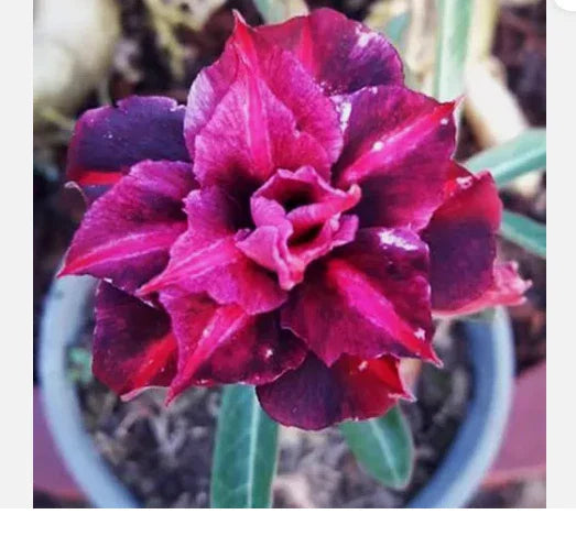 Desert Rose Plant - Small Rooted Seedling - King Purple Adenium Obesum - Vibrant Purple Flowers, Drought Tolerant, Indoor/Outdoor