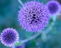 Globe Thistle Seeds 20 Pack Blue Perennial Echinops Ritro Drought Tolerant Pollinator Attracting