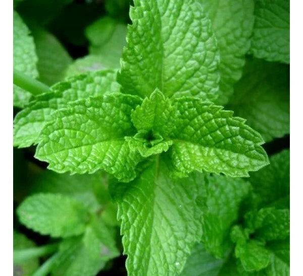 Peppermint Seeds Non-GMO Aromatic Perennial Mentha piperita Seed Packets for Culinary & Tea Use