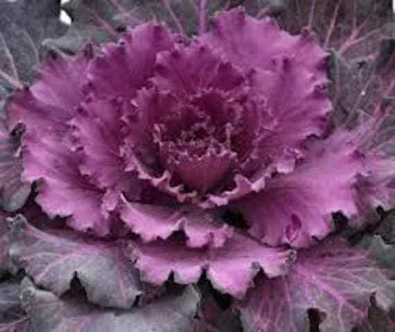 Ornamental Cabbage Seeds - Osaka Red - 40 Fresh Brassica oleracea Var. acephala Seeds for Fall & Winter Gardens