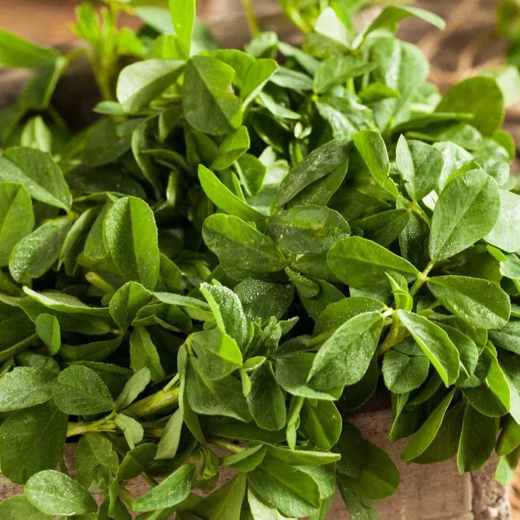 Fenugreek Seeds - 500+ Count - Indian Herb for Planting - Trigonella foenum-graecum - Culinary & Garden Use