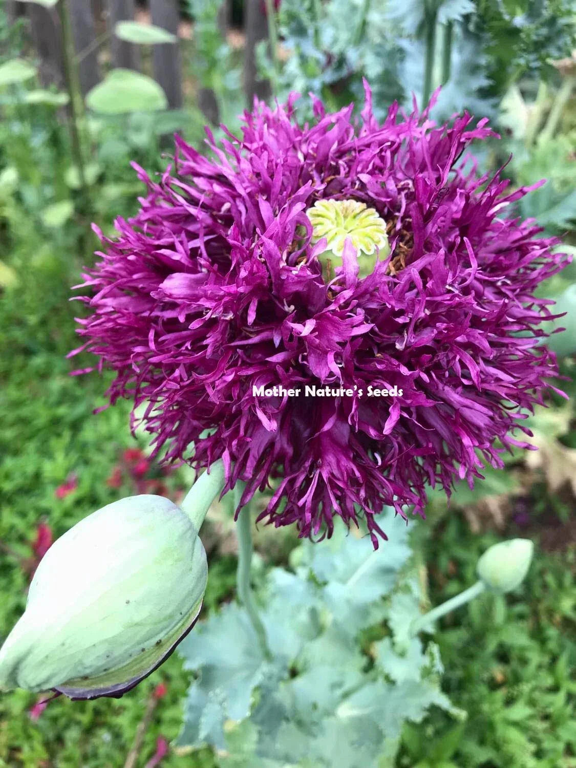 Poppy Seeds DOUBLE BLOOMS Mix – 2000 Non-GMO Papaver paeoniflorum Flower Seeds for Vibrant Garden Display