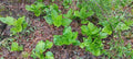 Bareroot Skunk Cabbage Plant | Symplocarpus foetidus | Perennial Live Root Bulb for Wetlands & Shade Gardens