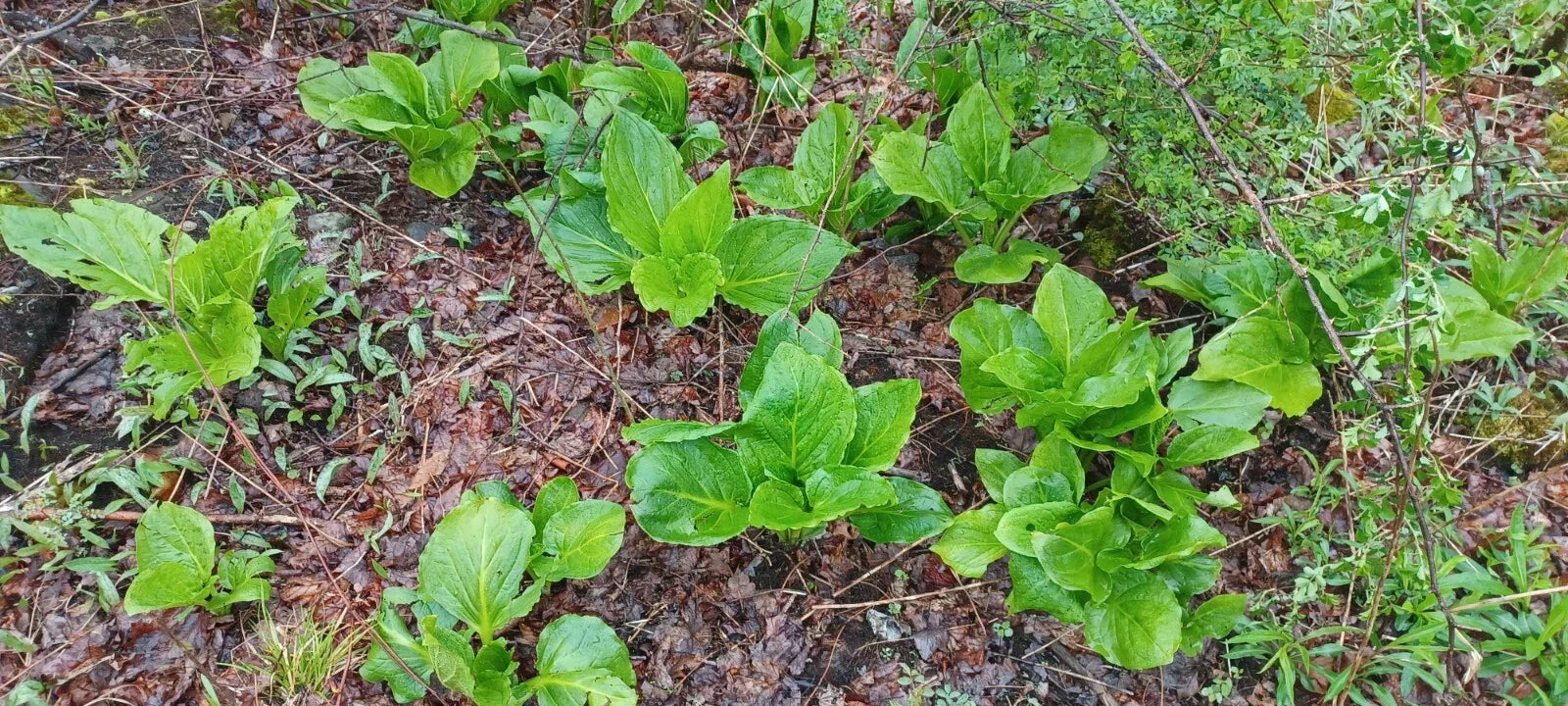 Bareroot Skunk Cabbage Plant | Symplocarpus foetidus | Perennial Live Root Bulb for Wetlands & Shade Gardens