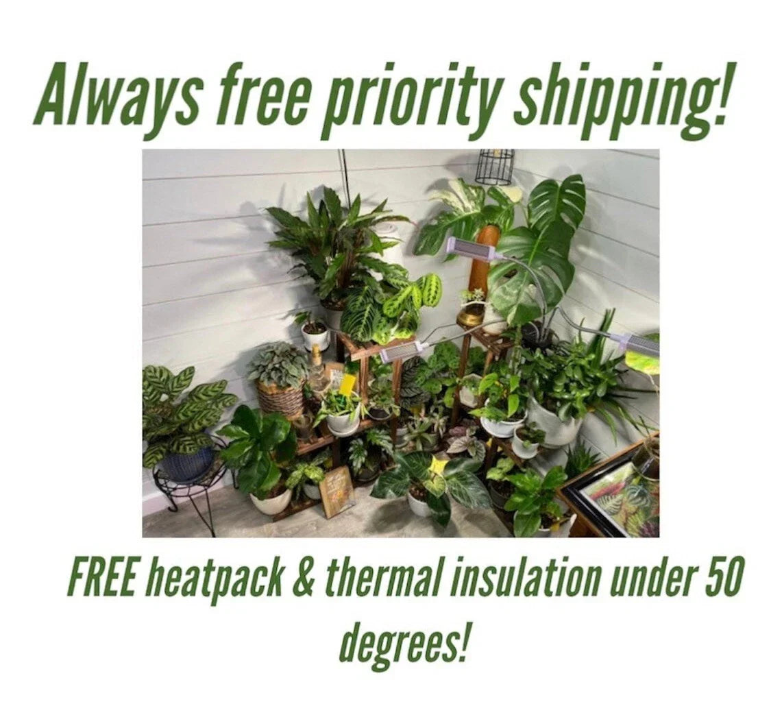 Mystery Plant Cuttings 10 Pack - Assorted Indoor Gardening Varieties - Healthy Propagation Plants
