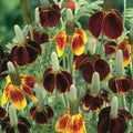 Mexican Hat Seeds - 200 Organic Ratibida columnifera Wildflower Seeds for Garden, Full Sun, USA Grown