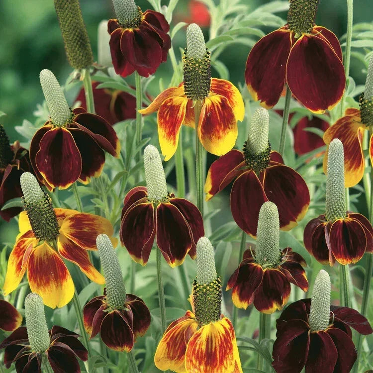 Mexican Hat Seeds - 200 Organic Ratibida columnifera Wildflower Seeds for Garden, Full Sun, USA Grown