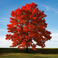 Red Maple Seeds for Planting Outdoors - Acer rubrum Heirloom Tree Seeds, 50+ Fast Germination