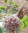 Showy Milkweed Seeds - 51+ Native Wildflower for Container Garden - Asclepias speciosa - Attracts Pollinators, Heat & Cold Tolerant