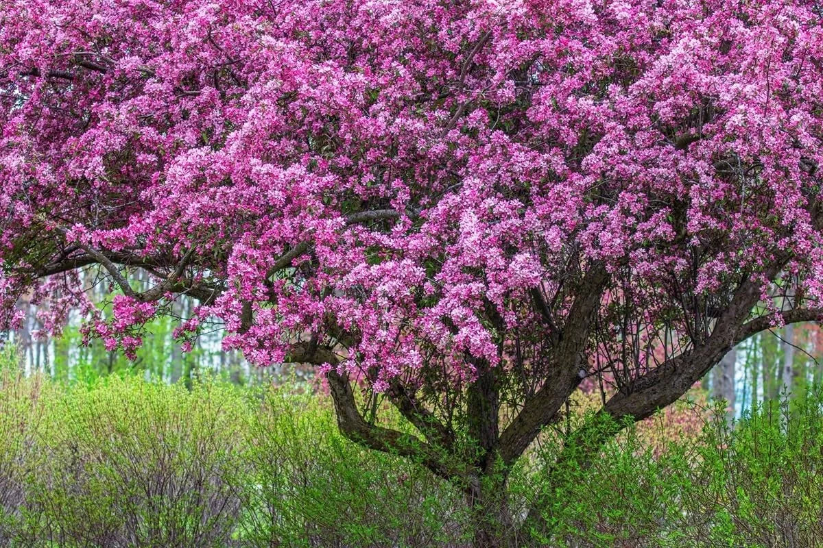 Zumi Crabapple Tree Seedlings for Planting, Malus zumi, Fruit Trees for Gardens, Compact, Hardy, Spring Blooms