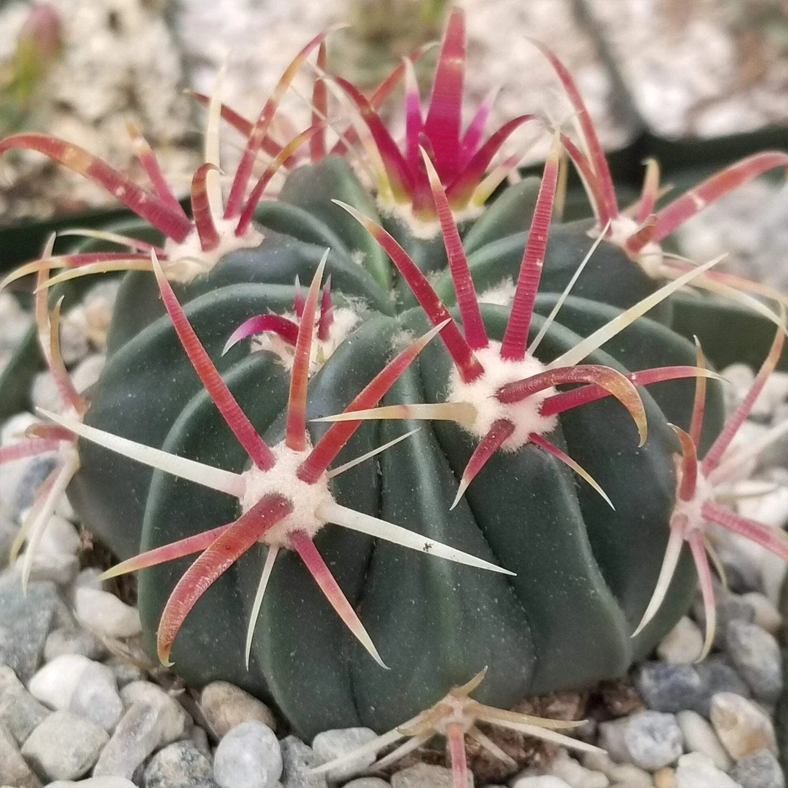 Devil's Tongue Cactus Plant - Ferocactus latispinus - Live Succulent with Unique Spines and Texture