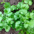 Cilantro Seeds - Heirloom Non-GMO Coriandrum sativum Herb Garden Seeds - Culinary Use, Full Sun, Easy to Grow