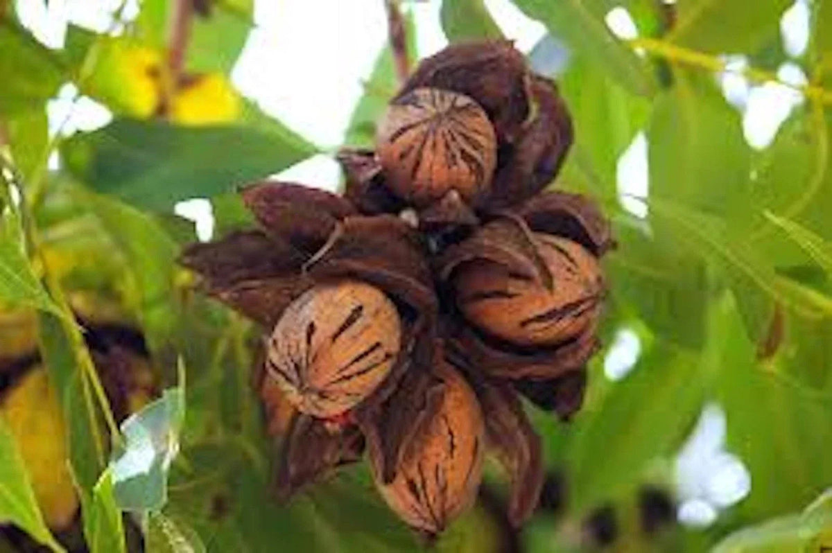Pecan Tree Bare Root 12-24" Tall | Carya illinoinensis Nut Tree for Home Garden