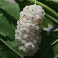White Mulberry Cuttings 6-8" Organic Morus alba Cold Hardy Tree for Fruit Production and Landscaping